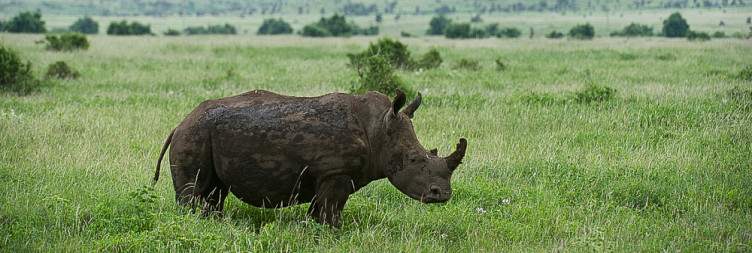 Full-day game drive at Lewa Conservancy
