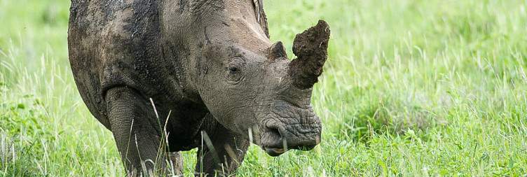 Morning game drive and evening guided walk