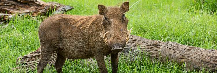 Full-day game drive at Lewa Conservancy