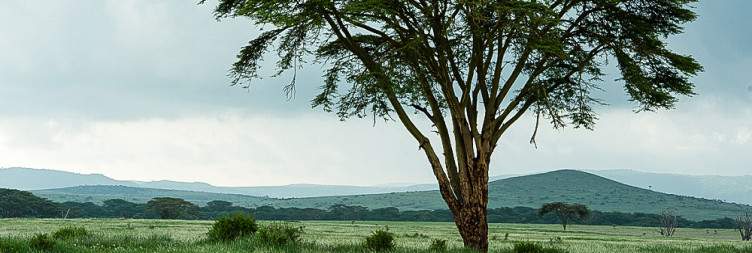 Morning game drive and evening guided walk