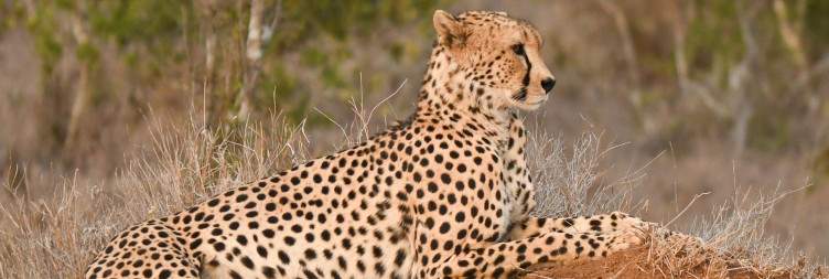 Fly from Nairobi to Laikipia