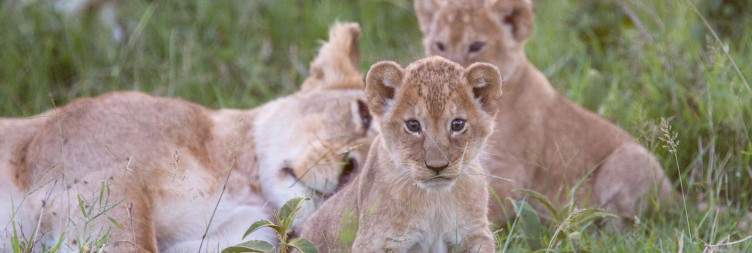 Travel to the Masai Mara Private Concession