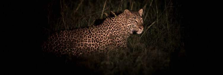 Into Kicheche Valley- Encounter with a Royal Safari Experience