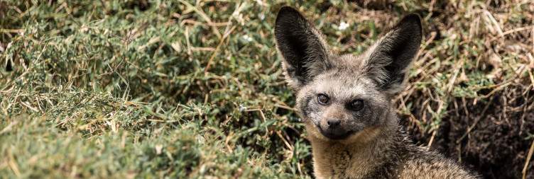 The Best Game Viewing at Naboisho Conservancy- a Hub for Sustainable Tourism
