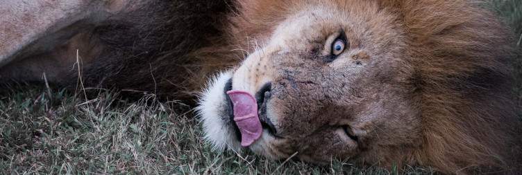 Naibosho Conservancy Conservation Journey