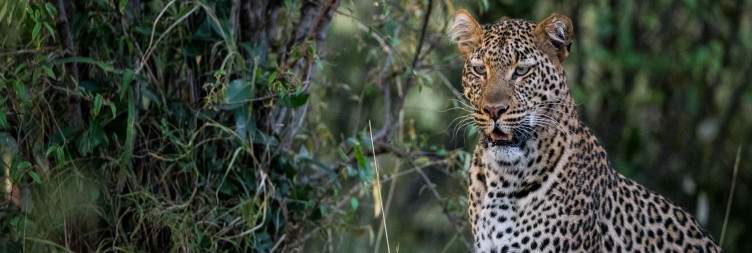 Nairobi – Mara Naibosho Conservancy