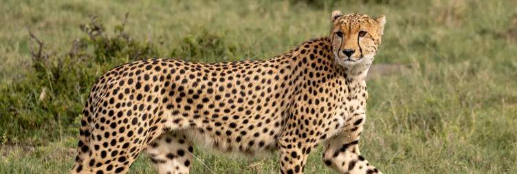 Mara Naibosho Conservancy