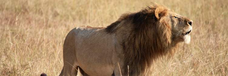 Lake Nakuru to the Mara- An Extension of Safari Magic