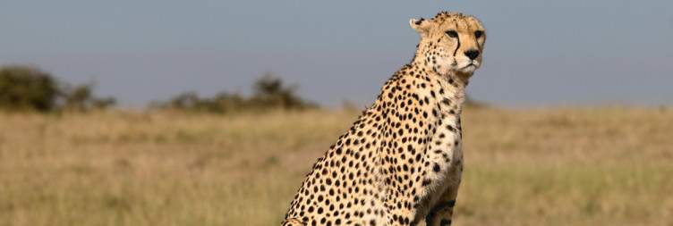 Prolonged Wildlife Excursion in Mara North