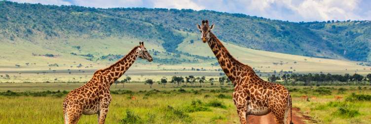 Cross Borders into Tanzania and Serengeti Adventures