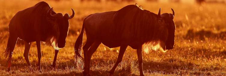 Full-Day Immersed in the Magic of the Mara