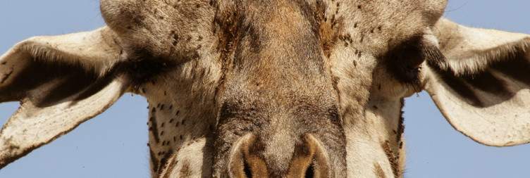Full-Day Game Drive in Masai Mara National Reserve