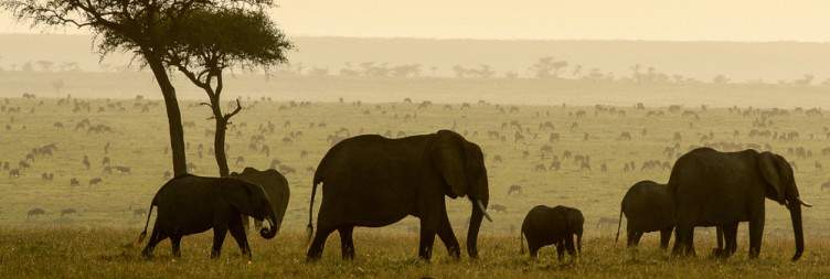 On Safari in Masai Mara National Reserve