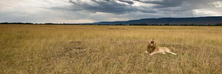 Masai Mara National Reserve