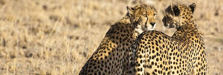 The Amazing Maasai Mara