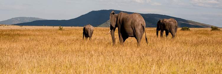 Full-Day in Masai Mara National Reserve