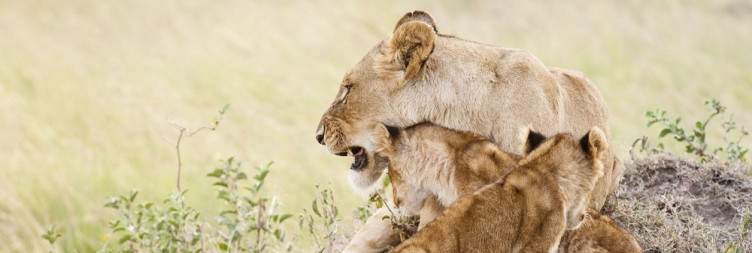 Masai Mara National Reserve Game Drive