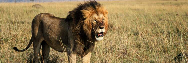 Enjoy Masai Mara National Reserve