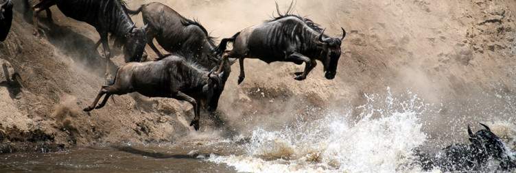 Arrival in Maasai Mara & Afternoon Game Drive