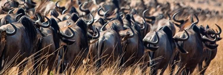 Masai Mara National Reserve