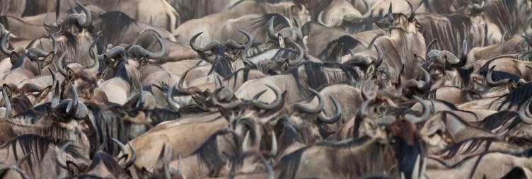 Maasai Mara - Full-day Game Drive
