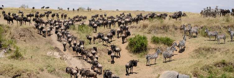 Masai Mara National Reserve Full-Day Experience