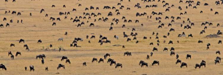 Masai Mara National Reserve