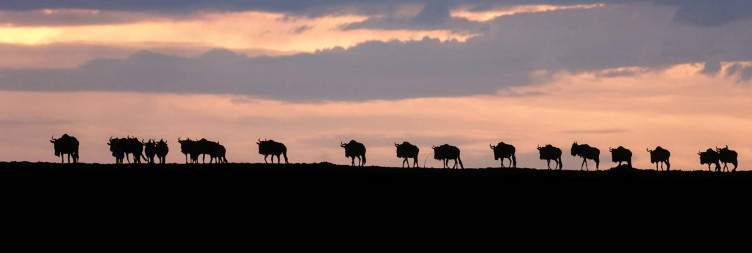 Masai Mara National Reserve Experience