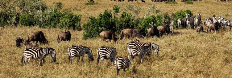 Game Drive at Masai Mara National Reserve