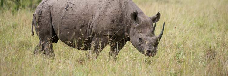 Explore The Great Mara
