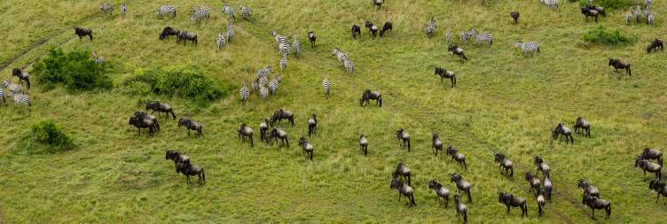 Transfer to Masai Mara National Reserve