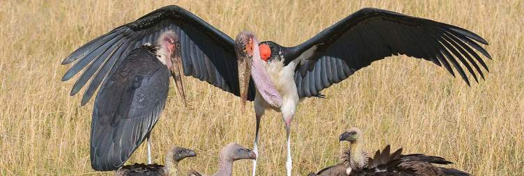 Lake Nakuru National Park – Masai Mara National Reserve