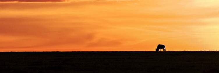 To the Legendary Plains of the Great Masai Mara