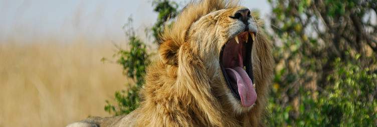 Ball Safari (Optional) | Full Game Drive| Visit the Maasai People