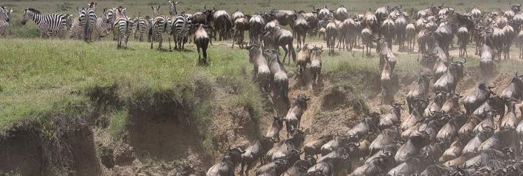 Maasai Mara