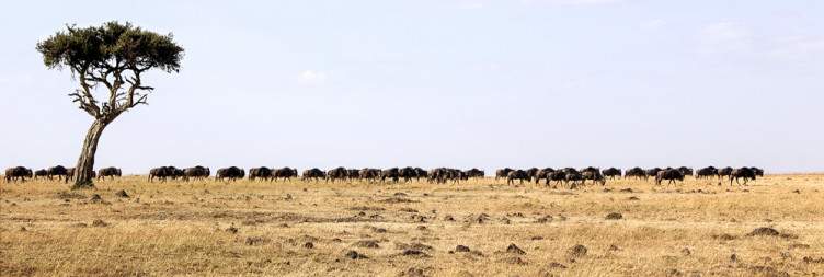 Explore Maasai Mara National Reserve