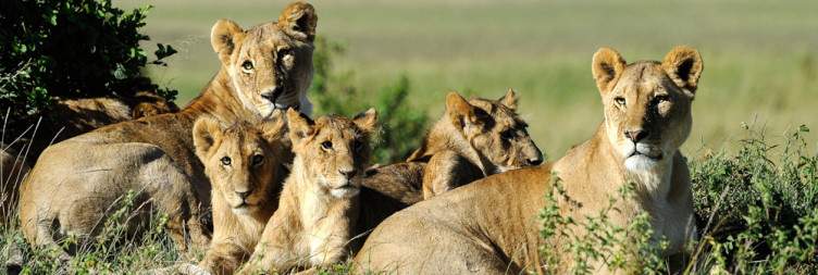 Masai Mara National Reserve