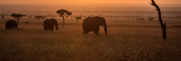 Full Game Drive at Masai Mara