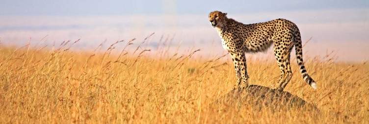 Lake Bogoria to Masai Mara