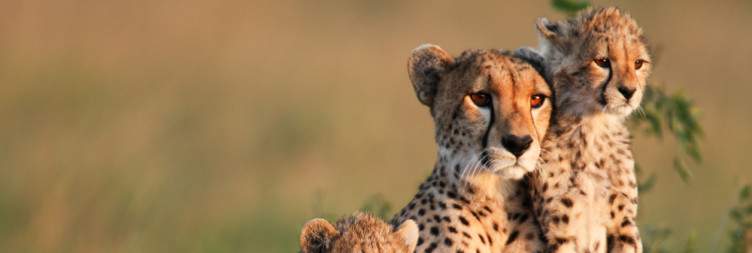 Full day in Masai Mara National Reserve