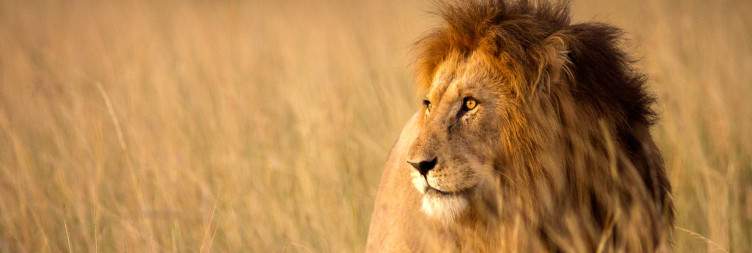 Mara National Reserve
