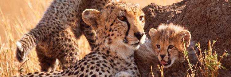 Masai Mara National Reserve Full-Day Safari & Cultural Experience