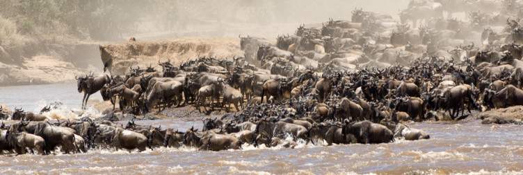Full Day game drives