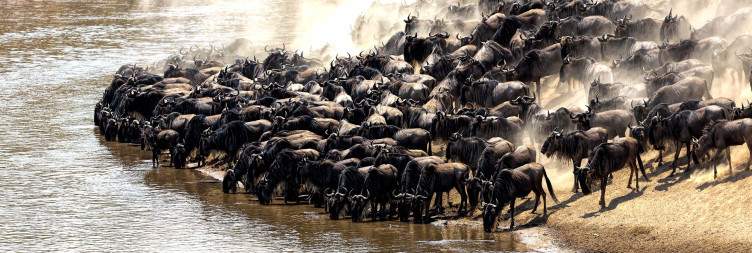 Full-Day in Masai Mara National Reserve