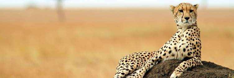 Full Day Masai Mara