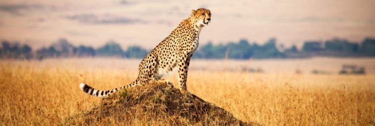 Masai Mara Game Reserve