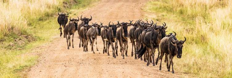 Full-Day Game Drive in Masai Mara National Reserve