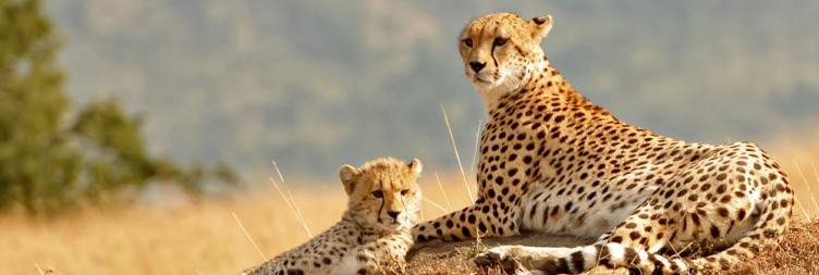 Lake Nakuru National Park - Masai Mara National Reserve