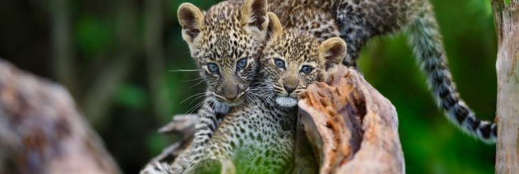 Morning and afternoon game drive