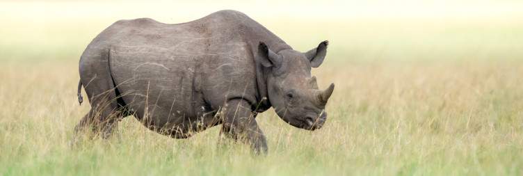 Game Drive in Masai Mara